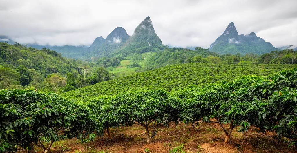 Plantation de café biologique sous ombrage naturel en zone tropicale montagneuse
